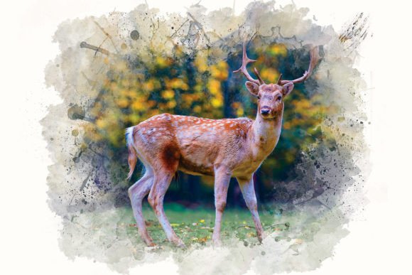 Download Watercolor Deer Illustrations - Deer Collection