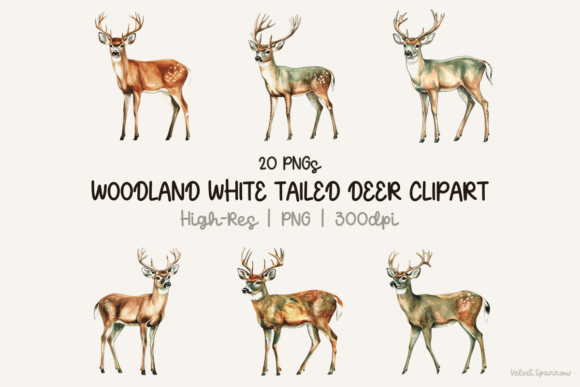 Download Woodland White Tailed Deer Clipart - Deer Collection